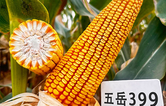 1764904706241815.jpg 550-500-产品图3.jpg