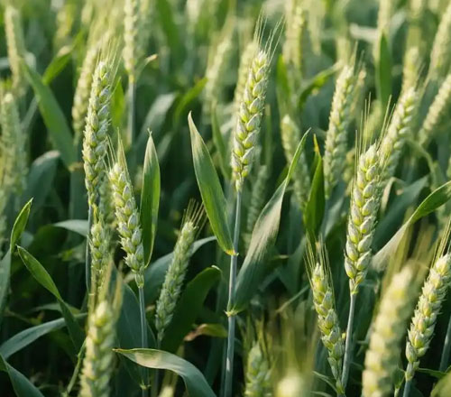 1765278405195784.jpg 500-440-产品图-3.jpg