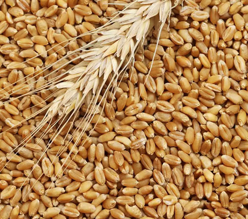 1765278418930919.jpg 500-440-产品图-2.jpg