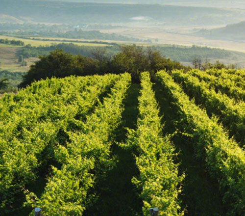 1765279014486099.jpg 500-440-产品图-2.jpg