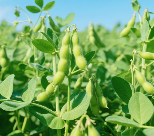 1765279024522565.jpg 500-440-产品图-3.jpg