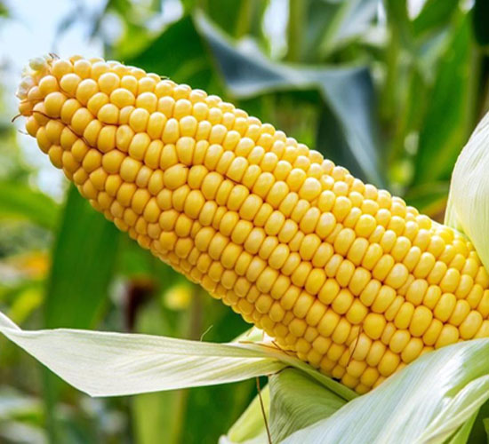 1765331476932847.jpg 550-500-产品图7.jpg