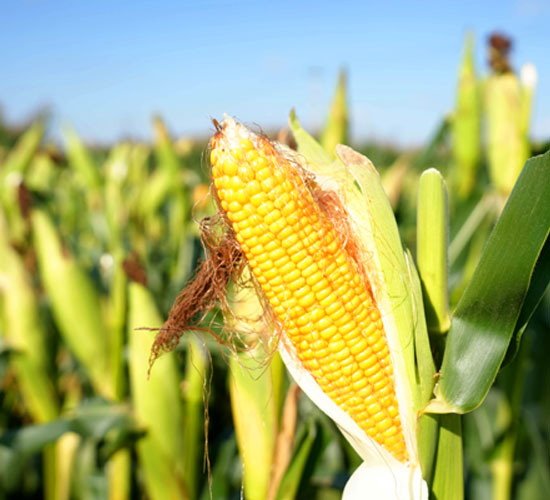 1765331490815361.jpg 550-500-产品图8.jpg