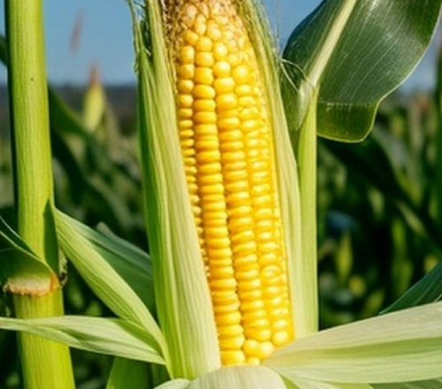 1765336268704946.jpg 500-440-产品图-2.jpg