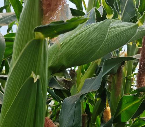 1765336283947927.jpg 500-440-产品图-3.jpg