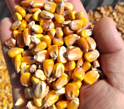 1765336292629807.jpg 500-440-产品图-4.jpg