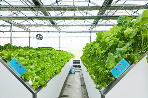 云端“慧”耕穗满仓