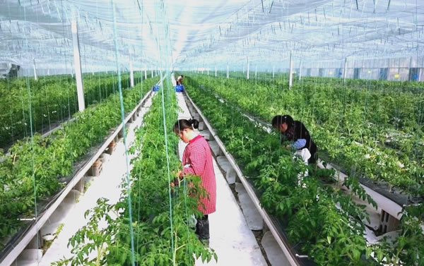 智慧农业“最后一公里”谁来走