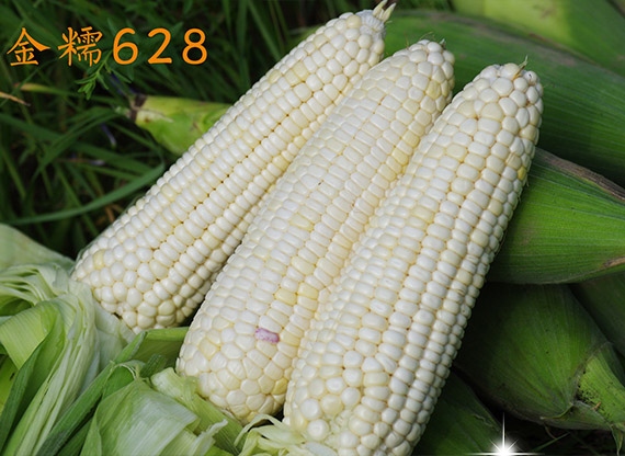 金糯628