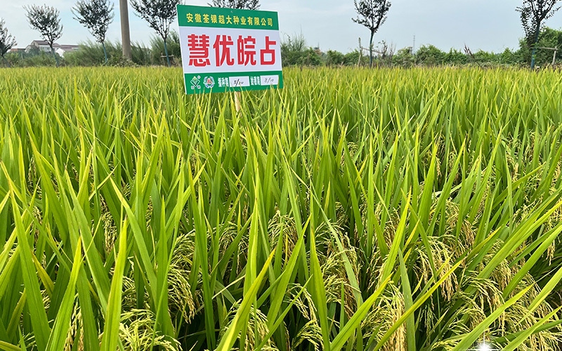 慧优皖占