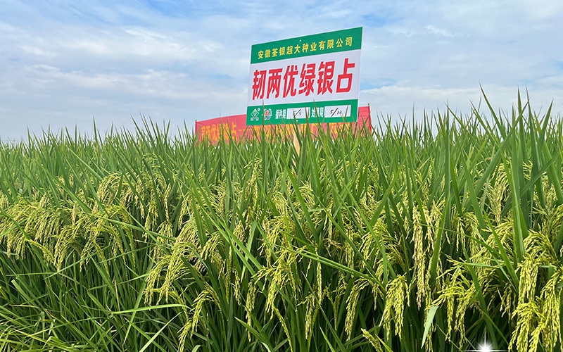 韧两优绿银占