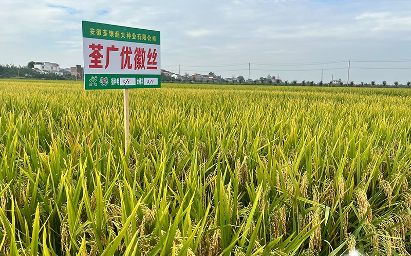 荃广优徽丝