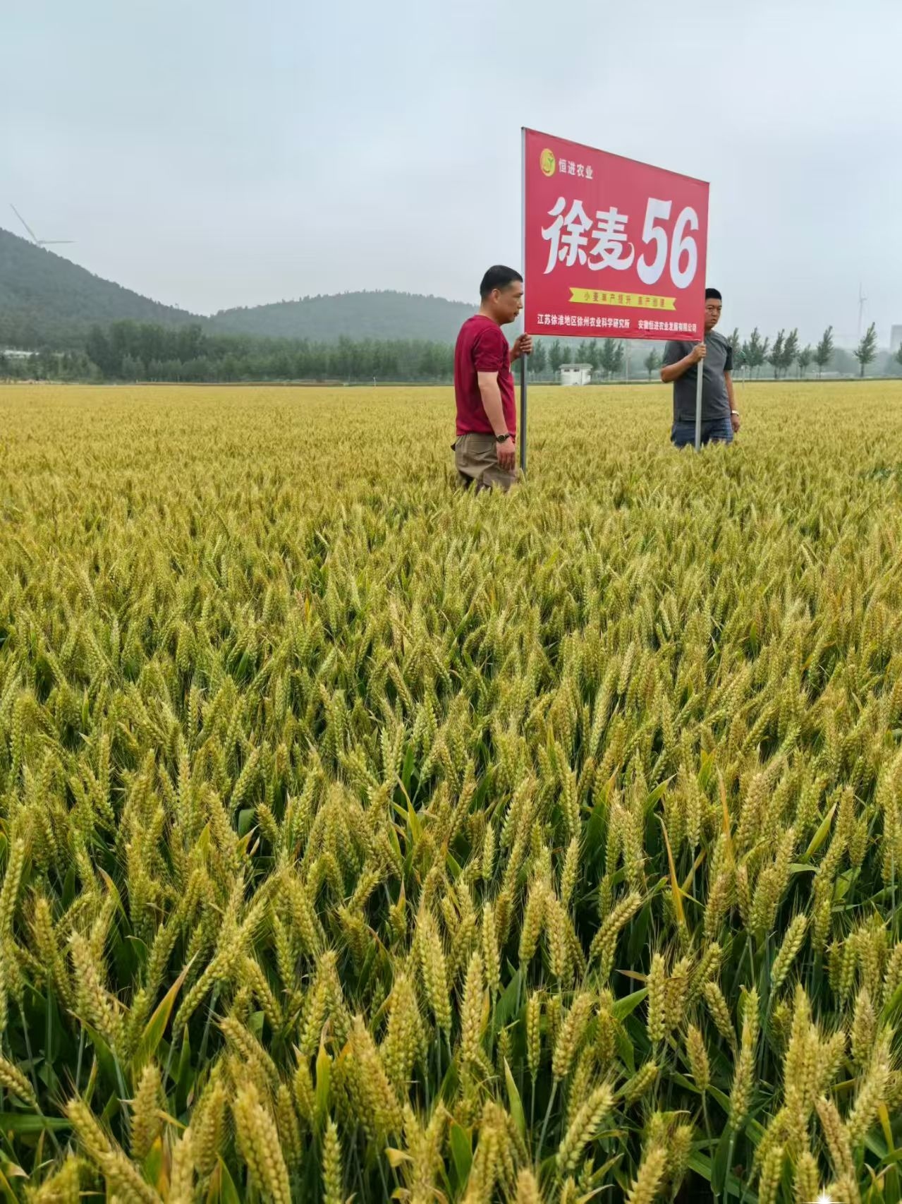 徐麦56