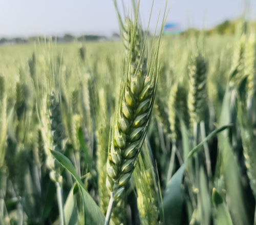 1770802640262324.jpg 500-440-产品图-3.jpg