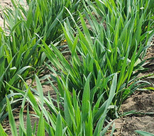 1770802736957073.jpg 500-440-产品图-4.jpg