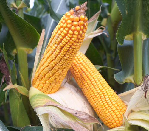 1770803096826893.jpg 500-440-产品图-3.jpg