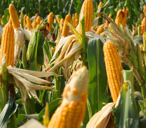 1770803108734630.jpg 500-440-产品图-2.jpg