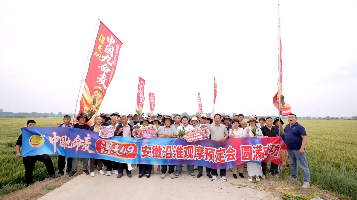 稀缺臻种 燃爆江淮 丨中国九命麦 漯麦49安徽沿淮区域观摩预订会火爆开启